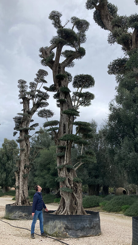 bijzondere-bomen-william-de-boet-03