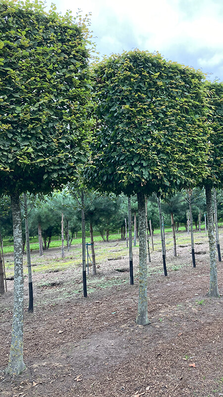 bijzondere-bomen-william-de-boet-04