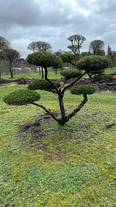 bijzondere-bomen-william-de-boet-05