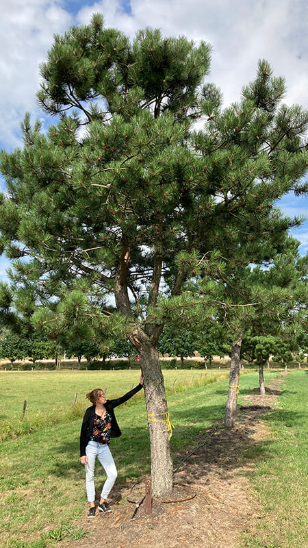 bijzondere-bomen-william-de-boet-08