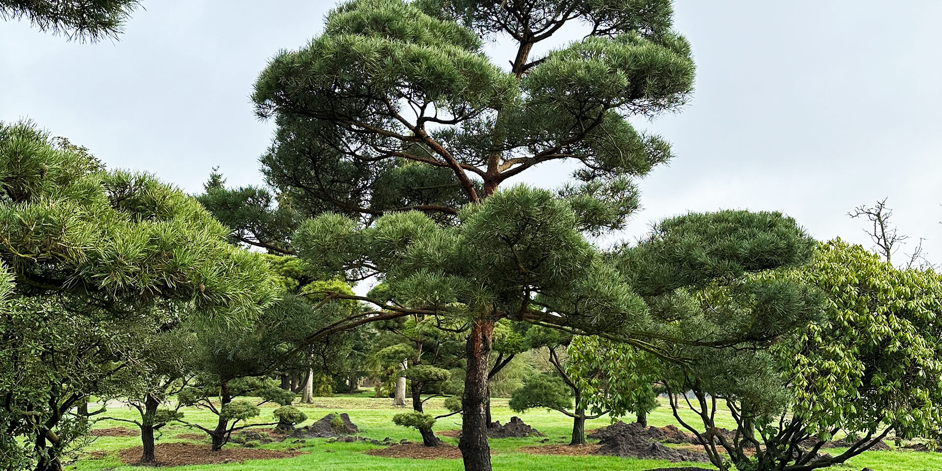 bijzondere-bomen-william-de-boet-hero